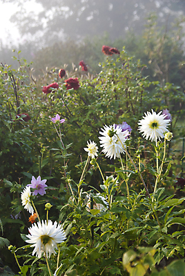 포토 JPG 해외이미지 식물 사람없음 장미 썩음 해외202004 해외포토 꽃 파일형식 이미지허브