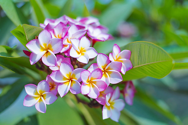 포토 JPG 해외이미지 나무 꽃 분홍색 백그라운드 꽃무늬 자연 벽지 사람없음 초록색 여름 노란색 정원 봄 벚꽃 다발 하와이 해외202004 해외포토 식물 계절 컬러 무늬 미국 생태계 파일형식 이미지허브