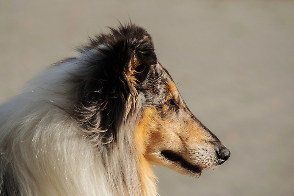 포토 JPG 해외이미지 동물 긴머리 공원 행복 장난 가족 자연 털 사람없음 야외 여름 반려동물 달리기 갈색 검은색 흰색 양치기 개 기르기 복종 지능 해외202004 해외포토 직업 헤어스타일 계절 공공시설 감정 컬러 포유류 관계 모션 생태계 돌봄 파일형식 이미지허브