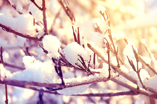 포토 JPG 해외이미지 나무 계절 공원 여행 백그라운드 크리스마스 겨울 자연 벽지 하늘 날씨 휴가 새로움 산 풍경 사람없음 야외 목재 초록색 파란색 햇빛 태양 우주 맑음 냉동 얼음 추위 흰색 나뭇가지 소나무 숲 12월 연도 서리 장면 전나무 1월 눈내림 가문비나무 해외202004 해외포토 자연요소 식물 공공시설 기념일 컬러 컨셉 재료 눈_날씨 날짜 생태계 파일형식 이미지허브
