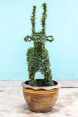 포토 JPG 해외이미지 모양 나무 디자인 잎 자연 사슴 사람없음 장식 초록색 흰색 붓 거친 냄비 내추럴 생태학 해외202004 해외포토 식물 교육 컬러 포유류 솥 생태계 파일형식 이미지허브