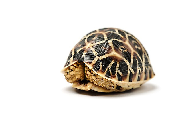 포토 JPG 스튜디오촬영 동물 한마리 백그라운드 파충류 실내 사람없음 거북이 흰배경 숨기 육지거북 국내포토 1 모션 내부 흰색 파일형식