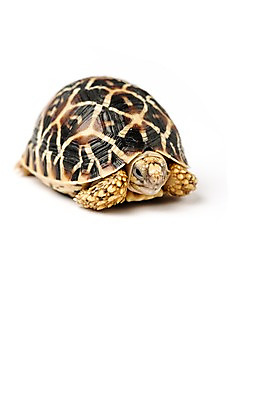 포토 JPG 스튜디오촬영 동물 한마리 백그라운드 파충류 실내 사람없음 거북이 흰배경 육지거북 국내포토 1 내부 흰색 파일형식