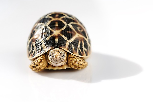 포토 JPG 스튜디오촬영 동물 한마리 백그라운드 파충류 실내 사람없음 거북이 흰배경 육지거북 국내포토 1 내부 흰색 파일형식