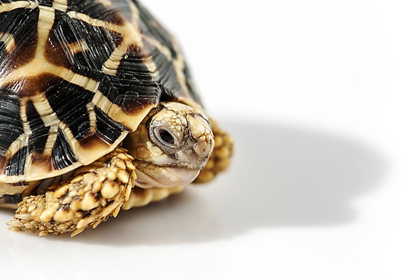 포토 JPG 스튜디오촬영 동물 한마리 백그라운드 파충류 실내 근접촬영 사람없음 거북이 흰배경 육지거북 국내포토 1 뷰포인트 내부 흰색 파일형식