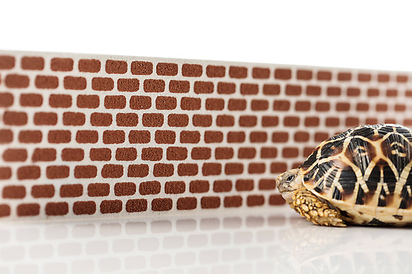 포토 JPG 스튜디오촬영 동물 한마리 벽 백그라운드 파충류 벽돌 실내 사람없음 담장 거북이 육지거북 국내포토 1 내부 파일형식