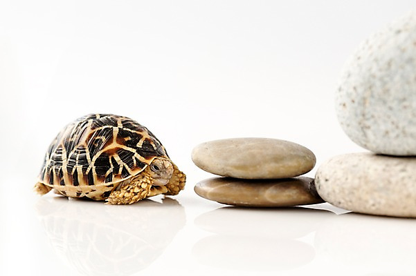 포토 JPG 스튜디오촬영 동물 한마리 백그라운드 파충류 실내 사람없음 쌓기 돌_바위 조약돌 거북이 흰배경 육지거북 국내포토 1 모션 내부 흰색 파일형식