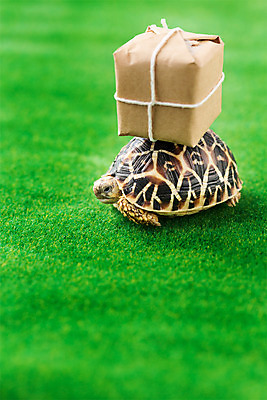 포토 JPG 스튜디오촬영 동물 한마리 백그라운드 파충류 실내 잔디 사람없음 아웃포커스 짐 거북이 소포 육지거북 국내포토 식물 1 촬영기법 내부 배송 파일형식