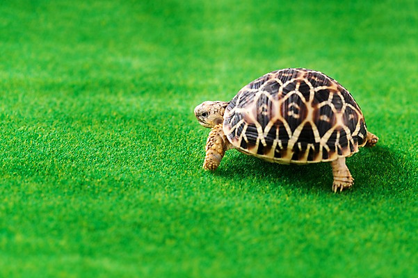 포토 JPG 스튜디오촬영 동물 한마리 백그라운드 파충류 실내 잔디 사람없음 거북이 육지거북 국내포토 식물 1 내부 파일형식