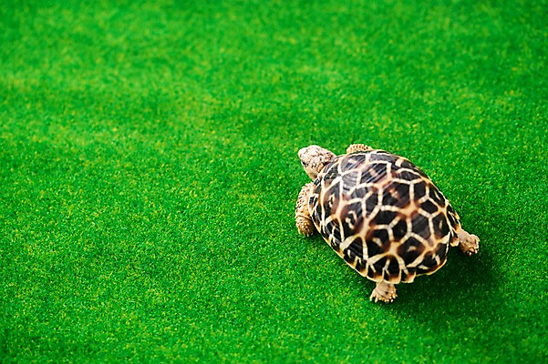 포토 JPG 스튜디오촬영 동물 한마리 백그라운드 파충류 실내 잔디 사람없음 하이앵글 거북이 육지거북 국내포토 식물 1 뷰포인트 내부 파일형식