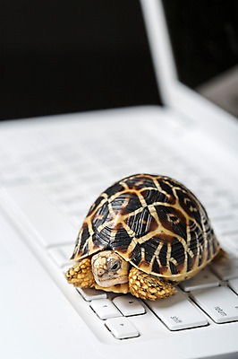 포토 JPG 스튜디오촬영 동물 한마리 백그라운드 파충류 실내 사람없음 아웃포커스 노트북 키보드 거북이 육지거북 국내포토 1 촬영기법 내부 전자제품 파일형식