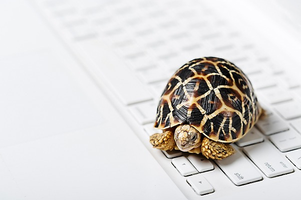 포토 JPG 스튜디오촬영 동물 한마리 백그라운드 파충류 실내 사람없음 아웃포커스 노트북 키보드 거북이 육지거북 국내포토 1 촬영기법 내부 전자제품 파일형식