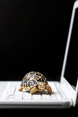 포토 JPG 스튜디오촬영 동물 한마리 백그라운드 파충류 실내 사람없음 아웃포커스 노트북 키보드 거북이 육지거북 국내포토 1 촬영기법 내부 전자제품 파일형식