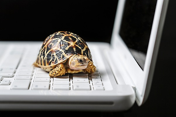 포토 JPG 스튜디오촬영 동물 한마리 백그라운드 파충류 실내 사람없음 아웃포커스 노트북 키보드 거북이 육지거북 국내포토 1 촬영기법 내부 전자제품 파일형식