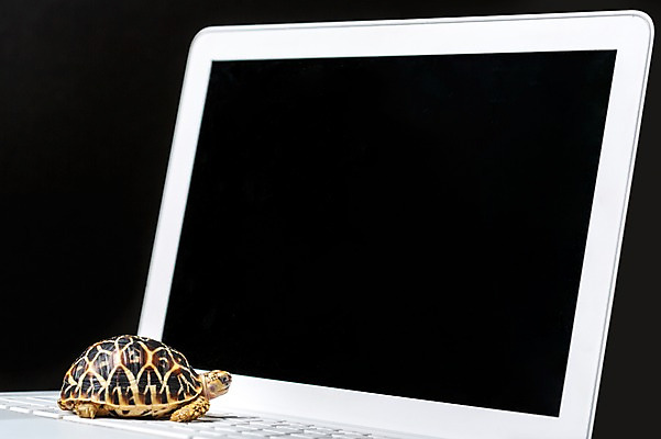 포토 JPG 스튜디오촬영 동물 한마리 백그라운드 파충류 실내 사람없음 노트북 키보드 거북이 육지거북 국내포토 1 내부 전자제품 파일형식