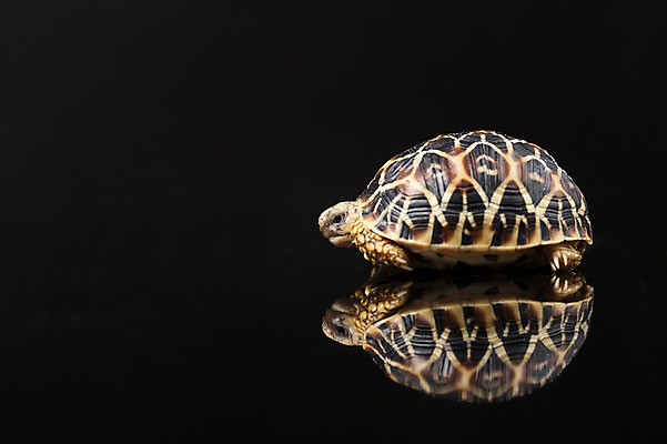 포토 JPG 스튜디오촬영 동물 한마리 백그라운드 파충류 검은배경 실내 사람없음 옆모습 반사 거북이 육지거북 국내포토 1 뷰포인트 내부 검은색 파일형식