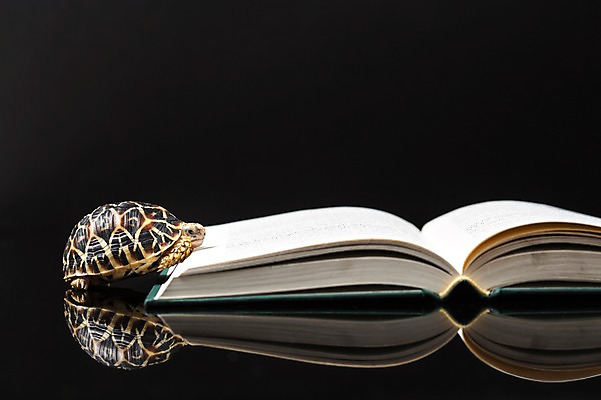 포토 JPG 스튜디오촬영 동물 한마리 백그라운드 파충류 검은배경 실내 사람없음 책 반사 거북이 육지거북 국내포토 1 내부 검은색 파일형식