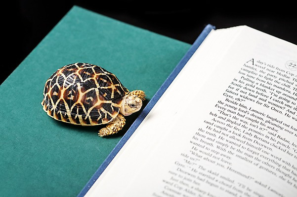 포토 JPG 스튜디오촬영 동물 한마리 백그라운드 파충류 실내 사람없음 책 거북이 육지거북 국내포토 1 내부 파일형식