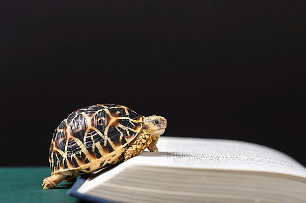포토 JPG 스튜디오촬영 동물 한마리 백그라운드 파충류 실내 사람없음 아웃포커스 책 거북이 육지거북 국내포토 1 촬영기법 내부 파일형식