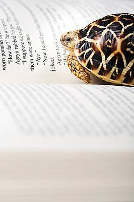 포토 JPG 스튜디오촬영 동물 한마리 백그라운드 파충류 실내 사람없음 아웃포커스 책 거북이 육지거북 국내포토 1 촬영기법 내부 파일형식