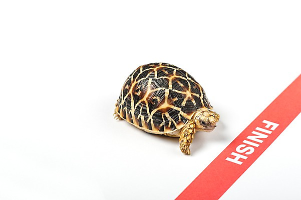 포토 JPG 스튜디오촬영 동물 한마리 백그라운드 파충류 실내 사람없음 거북이 흰배경 결승선 육지거북 국내포토 1 내부 흰색 파일형식