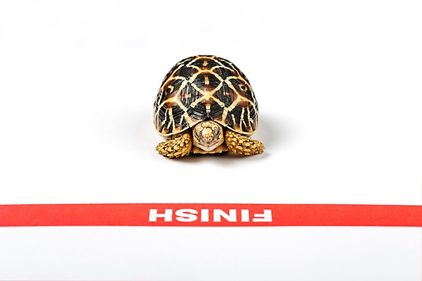 포토 JPG 스튜디오촬영 동물 한마리 배경화면 백그라운드 파충류 실내 사람없음 앞모습 거북이 흰배경 결승선 육지거북 국내포토 1 뷰포인트 내부 흰색 파일형식