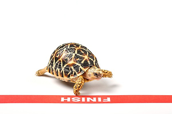 포토 JPG 스튜디오촬영 동물 한마리 백그라운드 파충류 실내 사람없음 거북이 흰배경 결승선 육지거북 국내포토 1 내부 흰색 파일형식