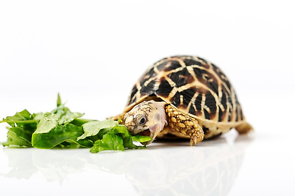 포토 JPG 스튜디오촬영 동물 한마리 백그라운드 채소 파충류 실내 사람없음 거북이 상추 먹이 먹기 흰배경 육지거북 국내포토 1 모션 내부 흰색 파일형식