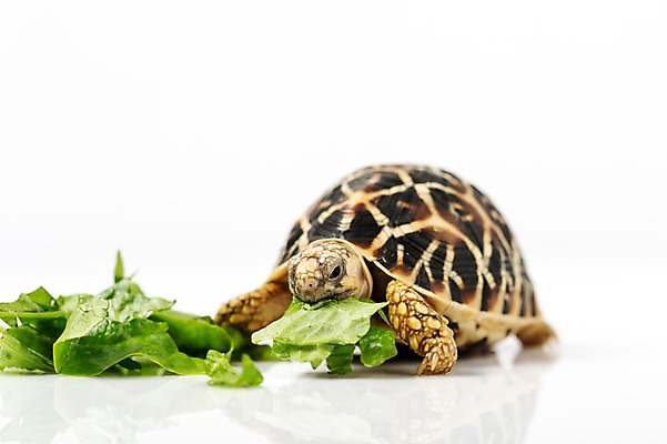 포토 JPG 스튜디오촬영 동물 한마리 백그라운드 채소 파충류 실내 사람없음 거북이 상추 먹이 먹기 흰배경 육지거북 국내포토 1 모션 내부 흰색 파일형식