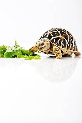 포토 JPG 스튜디오촬영 동물 한마리 백그라운드 채소 파충류 실내 사람없음 거북이 상추 먹이 먹기 흰배경 육지거북 국내포토 1 모션 내부 흰색 파일형식