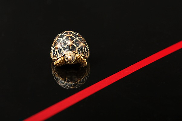 포토 JPG 스튜디오촬영 동물 한마리 선 백그라운드 파충류 검은배경 실내 사람없음 앞모습 반사 거북이 결승선 육지거북 국내포토 1 뷰포인트 내부 검은색 파일형식