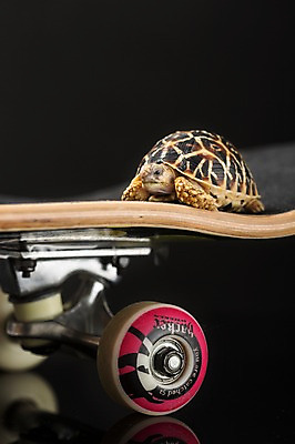 포토 JPG 스튜디오촬영 동물 한마리 백그라운드 파충류 검은배경 실내 사람없음 아웃포커스 스케이트보드 보드 거북이 육지거북 국내포토 1 스포츠 촬영기법 내부 검은색 보드_스포츠 파일형식