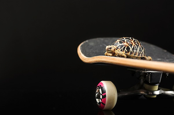 포토 JPG 스튜디오촬영 동물 한마리 백그라운드 파충류 검은배경 실내 사람없음 스케이트보드 보드 거북이 육지거북 국내포토 1 스포츠 내부 검은색 보드_스포츠 파일형식