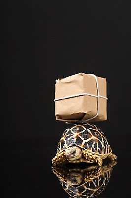 포토 JPG 스튜디오촬영 동물 한마리 백그라운드 파충류 검은배경 실내 사람없음 반사 짐 거북이 소포 육지거북 국내포토 1 내부 검은색 배송 파일형식