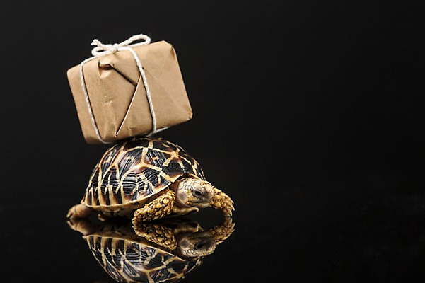 포토 JPG 스튜디오촬영 동물 한마리 백그라운드 파충류 검은배경 실내 사람없음 반사 짐 거북이 소포 육지거북 국내포토 1 내부 검은색 배송 파일형식