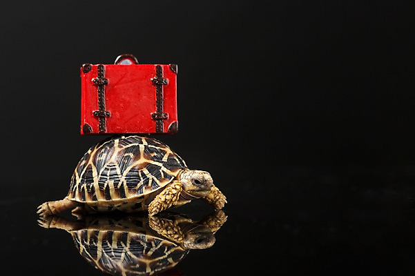 포토 JPG 스튜디오촬영 동물 한마리 여행 백그라운드 가방 파충류 검은배경 실내 사람없음 반사 여행가방 거북이 육지거북 국내포토 1 잡화 내부 검은색 파일형식