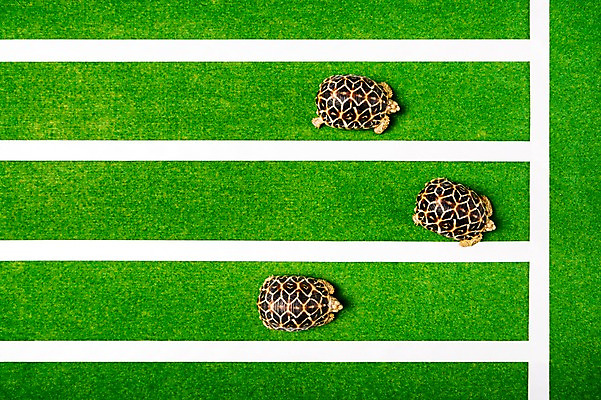 포토 JPG 스튜디오촬영 동물 선 백그라운드 파충류 실내 세마리 잔디 사람없음 하이앵글 거북이 육지거북 국내포토 식물 뷰포인트 3 내부 파일형식