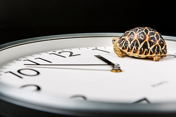 포토 JPG 스튜디오촬영 동물 한마리 시계 백그라운드 파충류 실내 사람없음 아웃포커스 시곗바늘 거북이 벽시계 육지거북 국내포토 1 촬영기법 내부 파일형식