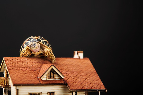 포토 JPG 스튜디오촬영 동물 한마리 백그라운드 파충류 지붕 부동산 주택 실내 사람없음 아웃포커스 거북이 육지거북 국내포토 1 촬영기법 내부 건물 재산 파일형식