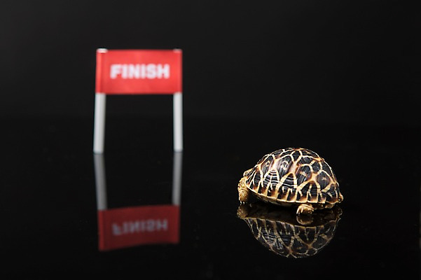 포토 JPG 스튜디오촬영 동물 한마리 백그라운드 파충류 검은배경 실내 사람없음 뒷모습 아웃포커스 반사 거북이 결승선 육지거북 국내포토 1 뷰포인트 촬영기법 내부 검은색 파일형식