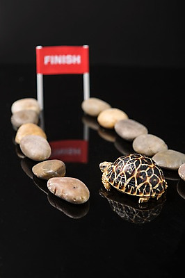 포토 JPG 스튜디오촬영 동물 한마리 백그라운드 파충류 검은배경 실내 사람없음 아웃포커스 반사 돌_바위 조약돌 거북이 결승선 육지거북 국내포토 1 촬영기법 내부 검은색 파일형식