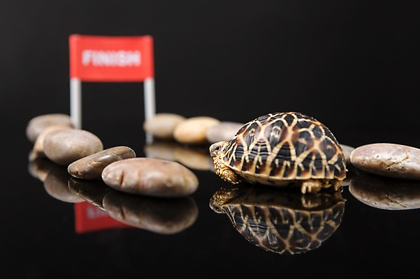 포토 JPG 스튜디오촬영 동물 한마리 백그라운드 파충류 실내 사람없음 아웃포커스 돌_바위 조약돌 거북이 결승선 육지거북 국내포토 1 촬영기법 내부 파일형식