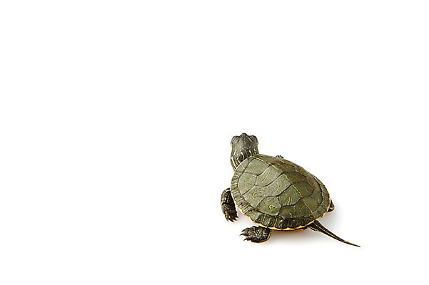 포토 JPG 스튜디오촬영 동물 한마리 백그라운드 파충류 실내 사람없음 뒷모습 거북이 흰배경 국내포토 1 뷰포인트 내부 흰색 파일형식