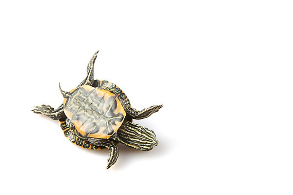 포토 JPG 스튜디오촬영 동물 한마리 백그라운드 파충류 실내 사람없음 거북이 흰배경 국내포토 1 내부 흰색 파일형식