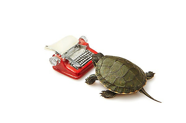 포토 JPG 스튜디오촬영 동물 한마리 백그라운드 파충류 실내 사람없음 미니어처 거북이 흰배경 타자기 국내포토 1 내부 모형 골동품 흰색 파일형식