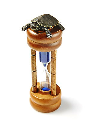 포토 JPG 스튜디오촬영 동물 한마리 백그라운드 파충류 실내 사람없음 거북이 모래시계 흰배경 국내포토 1 모래 시계 내부 흰색 파일형식