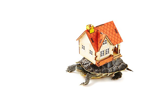 포토 JPG 스튜디오촬영 동물 한마리 백그라운드 파충류 부동산 주택 실내 사람없음 미니어처 거북이 흰배경 국내포토 1 내부 건물 모형 흰색 재산 파일형식