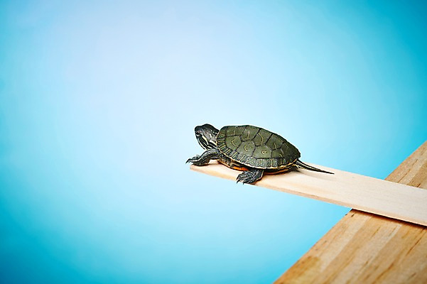 포토 JPG 스튜디오촬영 동물 한마리 백그라운드 난간 파충류 실내 사람없음 막대기 거북이 국내포토 1 내부 파일형식