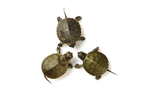 포토 JPG 스튜디오촬영 동물 백그라운드 파충류 실내 세마리 사람없음 하이앵글 거북이 흰배경 국내포토 뷰포인트 3 내부 흰색 파일형식