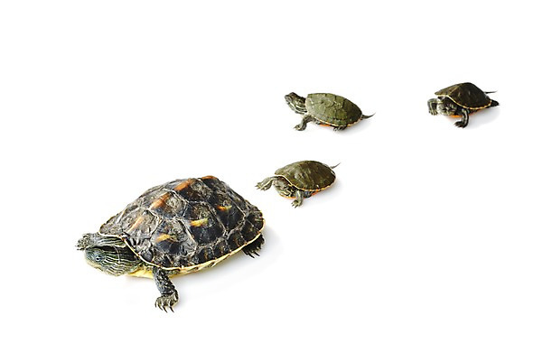 포토 JPG 스튜디오촬영 동물 백그라운드 여러마리 파충류 실내 사람없음 거북이 흰배경 국내포토 다수 내부 흰색 파일형식